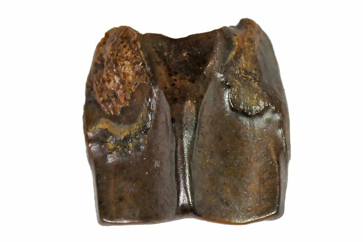 Fossil Hadrosaur (Edmontosaurus) Shed Tooth- Montana #110959